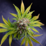 The Future of Medical Cannabis: Trends to Watch