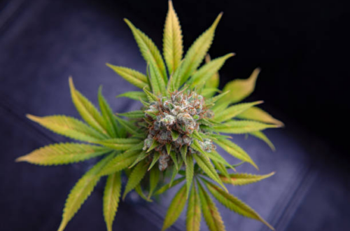 medical cannabis