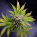 medical cannabis